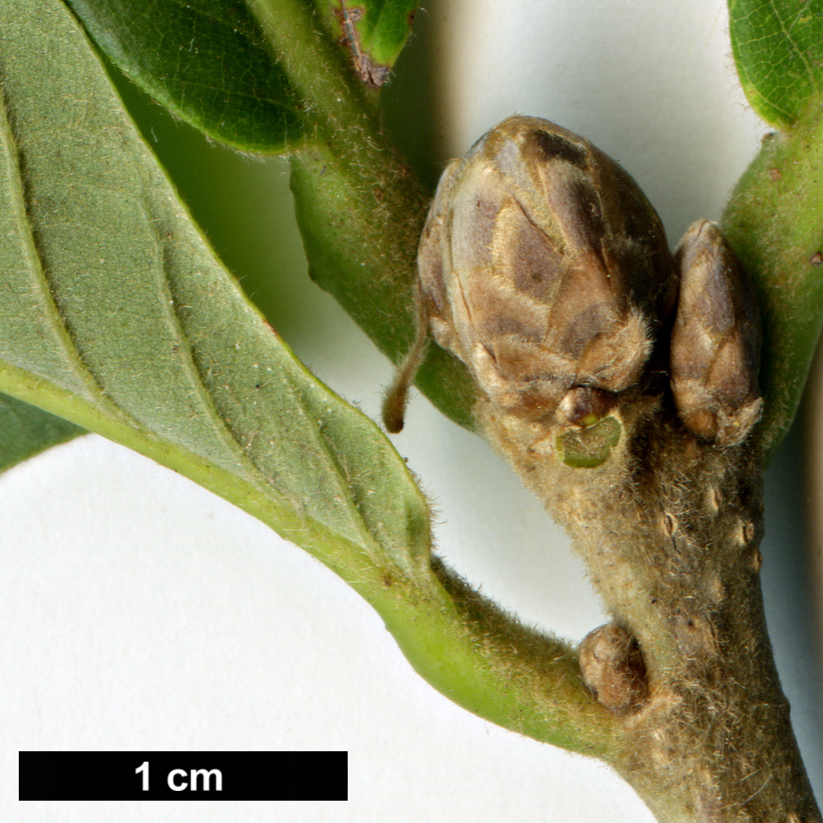 High resolution image: Family: Fagaceae - Genus: Quercus - Taxon: Pondaim Group (Q.dentata × Q.pontica)